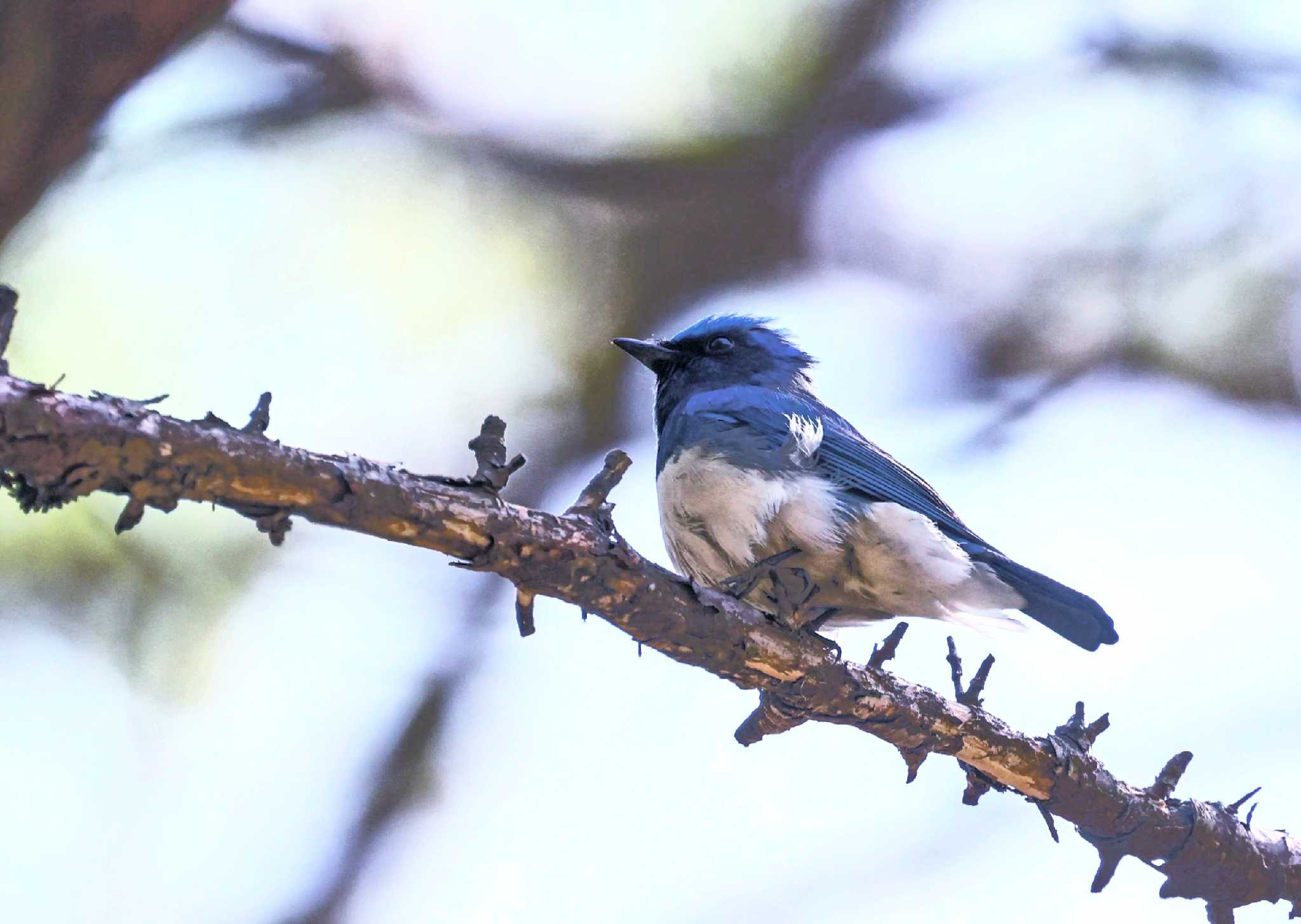 Photo of Blue-and-white Flycatcher at 居谷里湿原 by カルル