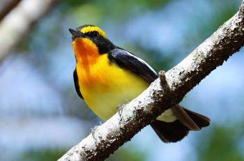 Narcissus Flycatcher 戸隠森林公園 Wed, 5/3/2023