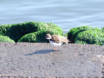 Thu, 5/4/2023 Birding report at 日の出三番瀬沿い緑道