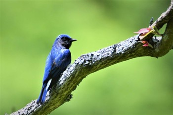 Blue-and-white Flycatcher 神奈川県 Tue, 5/2/2023