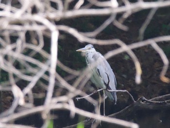 2023年5月6日(土) 座間谷戸山公園の野鳥観察記録