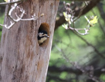 White-backed Woodpecker 居谷里湿原 Mon, 5/1/2023