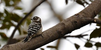 Japanese Pygmy Woodpecker Yoyogi Park Mon, 3/27/2023