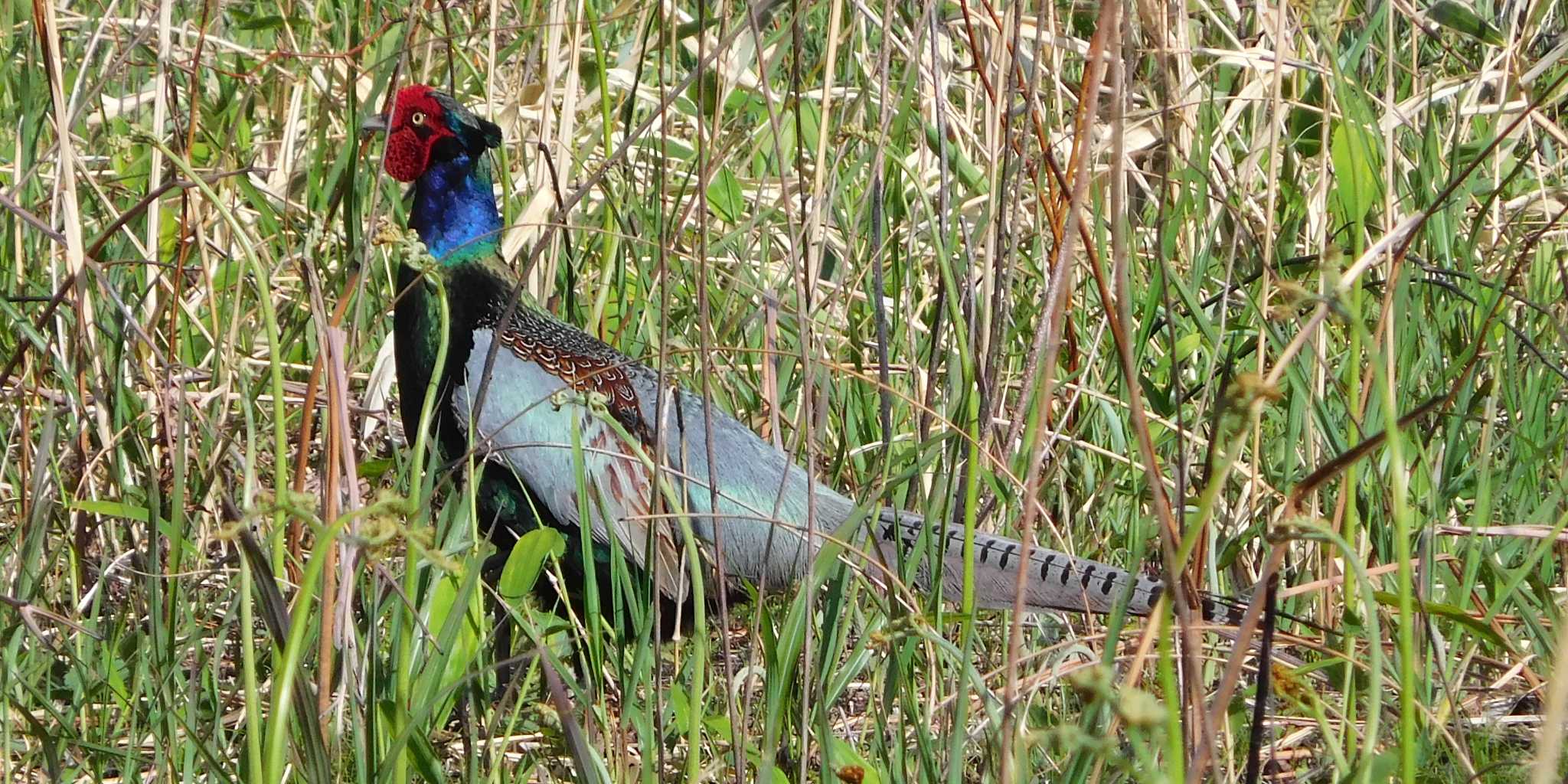 Photo of Green Pheasant at 那須郡那須町 by FUJICAZC1000