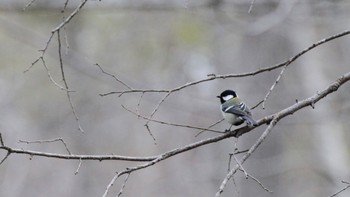 シジュウカラ 野幌森林公園 2023年4月29日(土)