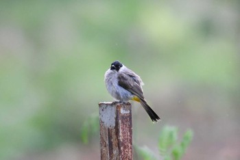 Sooty-headed Bulbul Kaeng Krachan National Park Sun, 6/10/2018