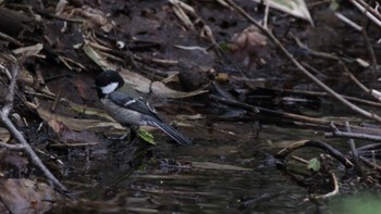 シジュウカラ 野幌森林公園 2023年4月29日(土)