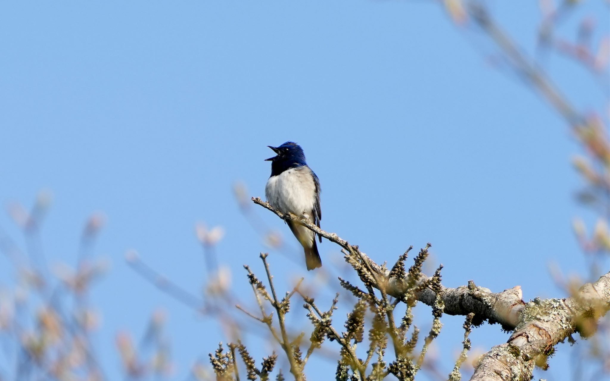 Photo of Blue-and-white Flycatcher at 十里木高原 by Kuu