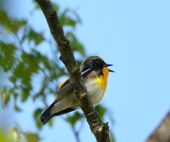 Narcissus Flycatcher 十里木高原 Thu, 5/4/2023