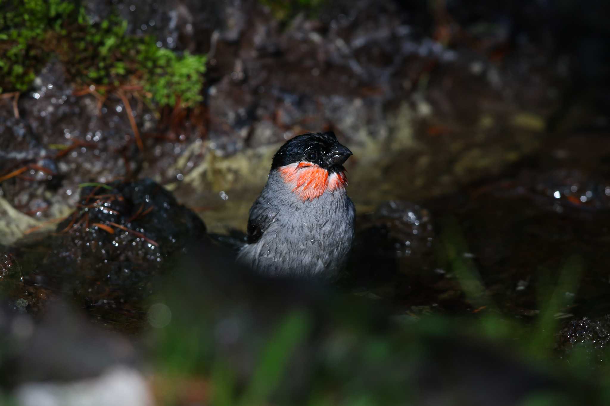 Photo of Eurasian Bullfinch at Okuniwaso(Mt. Fuji) by Trio