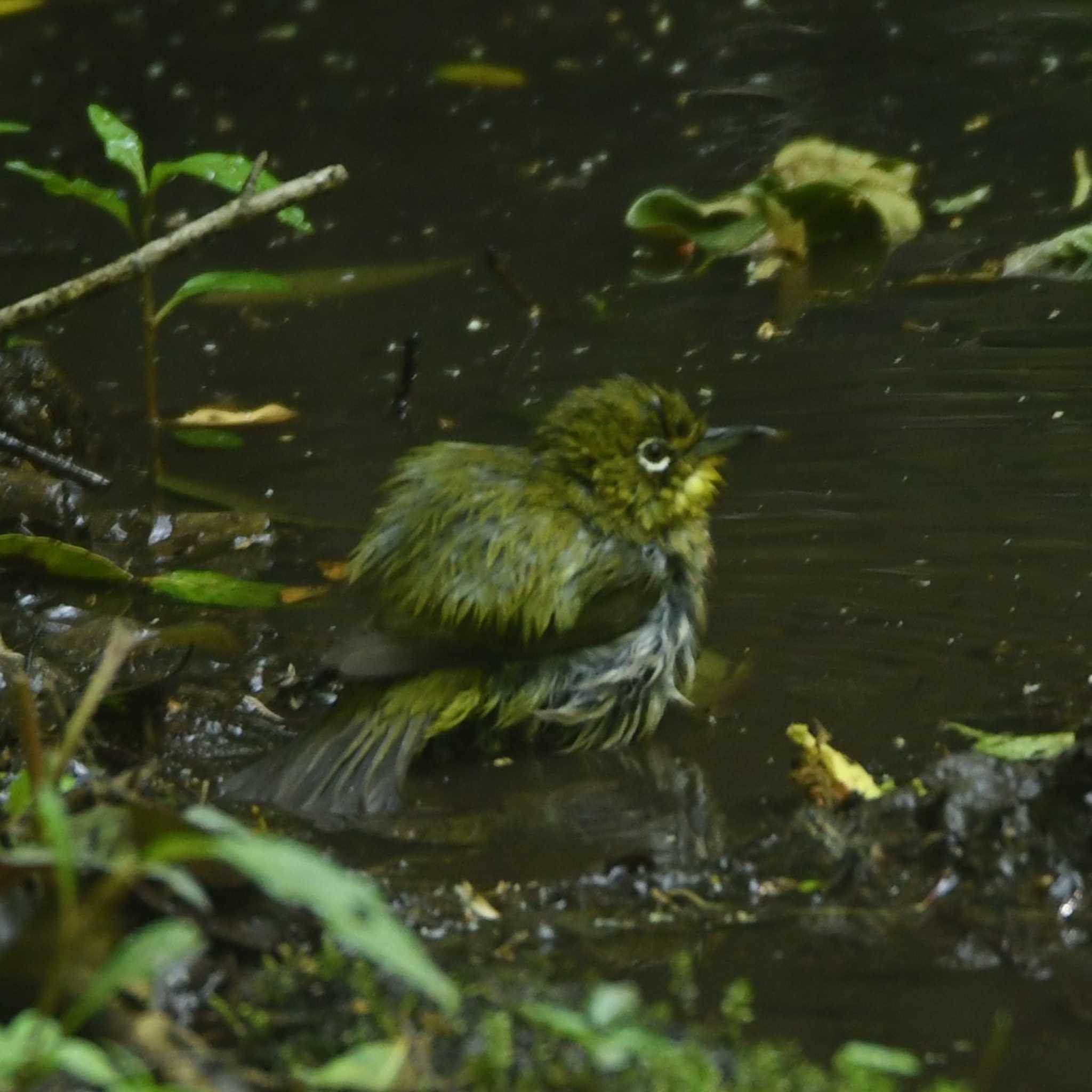 舞岡公園 メジロの写真 by エスパシオ