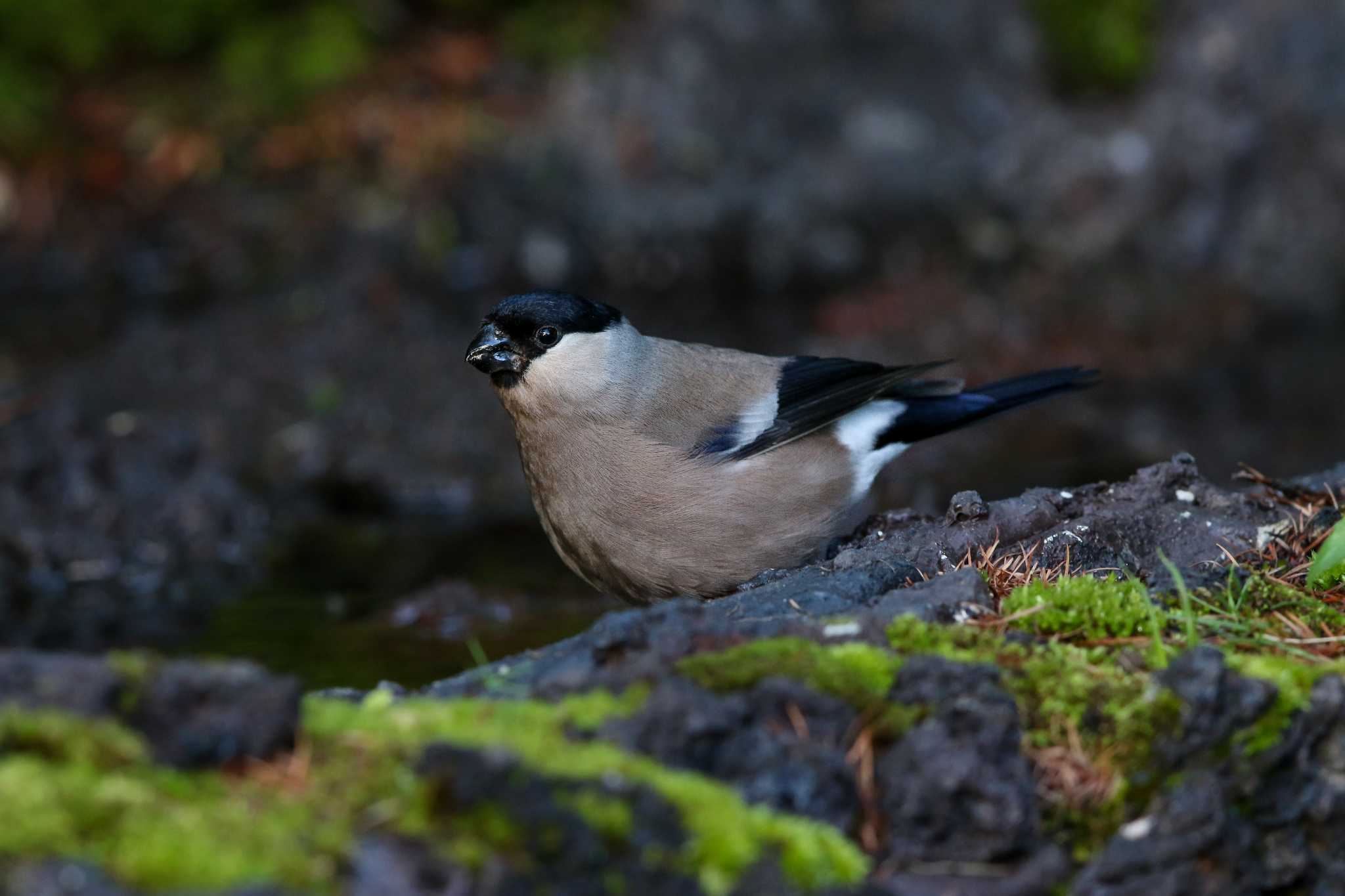 Photo of Eurasian Bullfinch at Okuniwaso(Mt. Fuji) by Trio