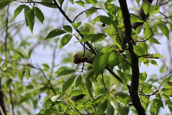 ワカケホンセイインコ 赤羽自然観察公園 2023年5月6日(土)