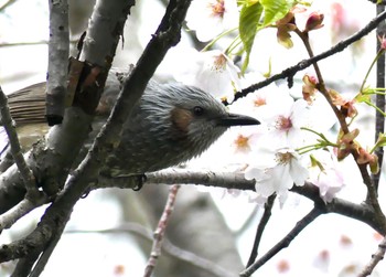 ヒヨドリ 真駒内公園 2023年5月6日(土)