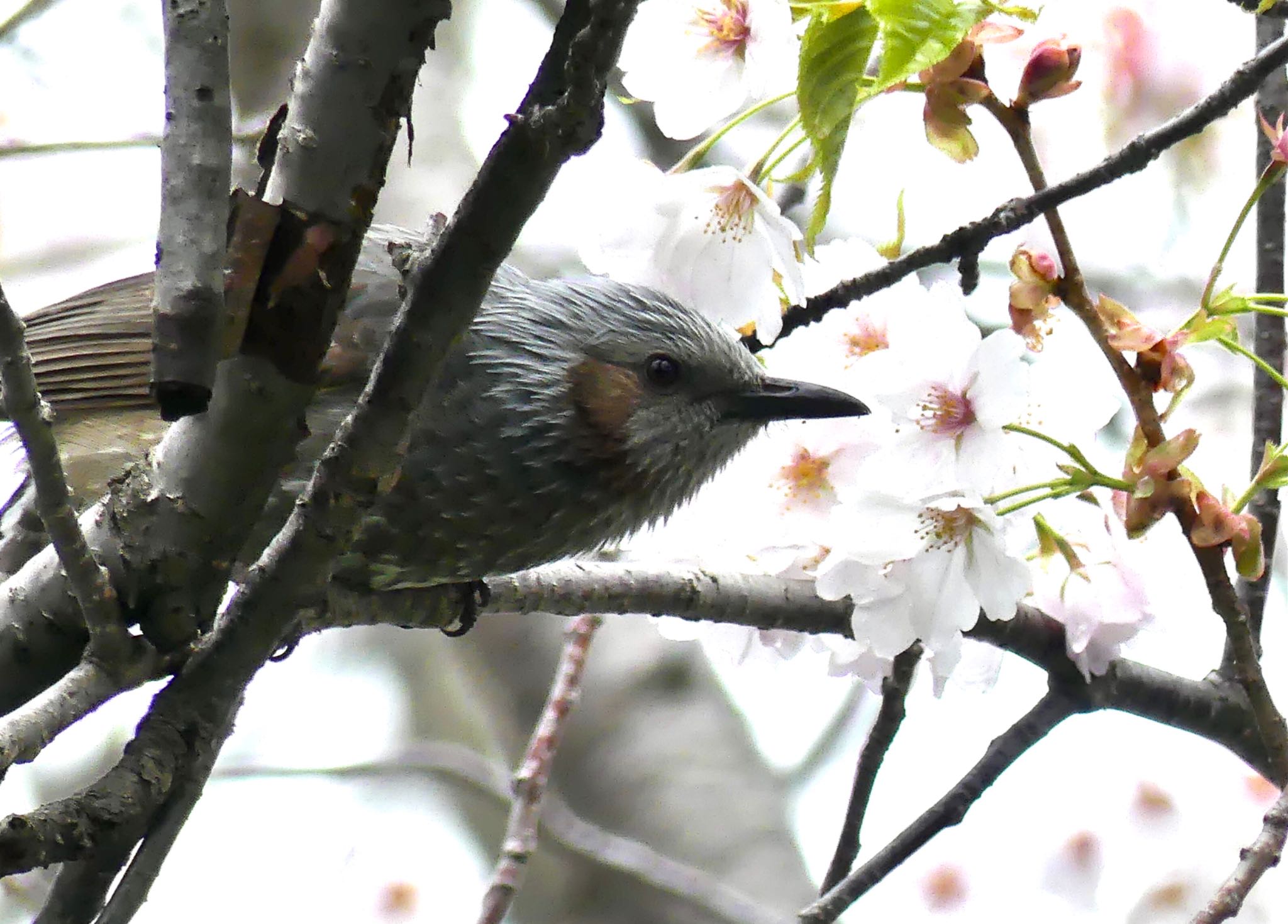 真駒内公園 ヒヨドリの写真 by xuuhiro