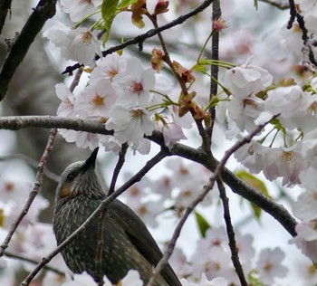 ヒヨドリ 真駒内公園 2023年5月6日(土)