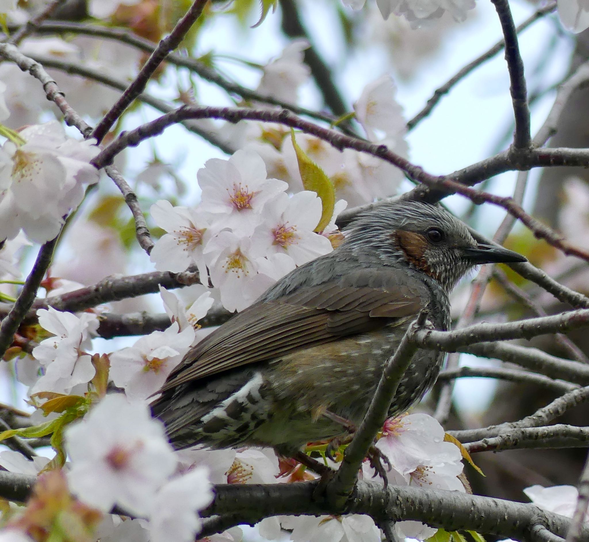 真駒内公園 ヒヨドリの写真 by xuuhiro