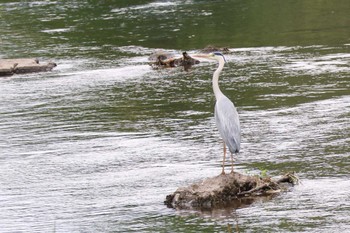 Grey Heron 岐阜県各務原市 Sat, 5/6/2023