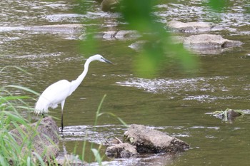 Great Egret 岐阜県各務原市 Sat, 5/6/2023