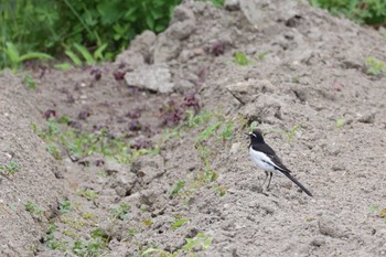 Japanese Wagtail 岐阜県各務原市 Sat, 5/6/2023