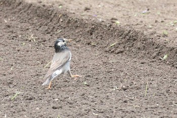 White-cheeked Starling 岐阜県各務原市 Sat, 5/6/2023
