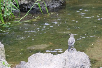 White Wagtail 岐阜県各務原市 Sat, 5/6/2023