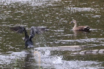 Great Cormorant 岐阜県各務原市 Sat, 5/6/2023