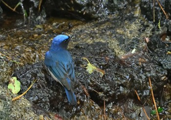 Sat, 5/6/2023 Birding report at 西湖野鳥の森公園