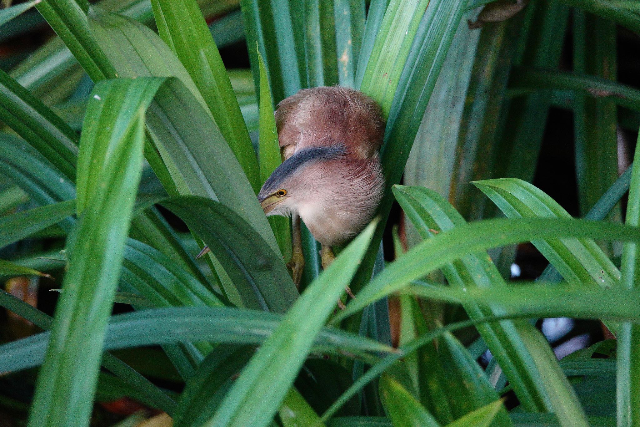 Yellow Bittern