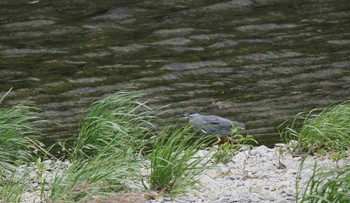 ササゴイ 瀬戸川 2023年5月6日(土)