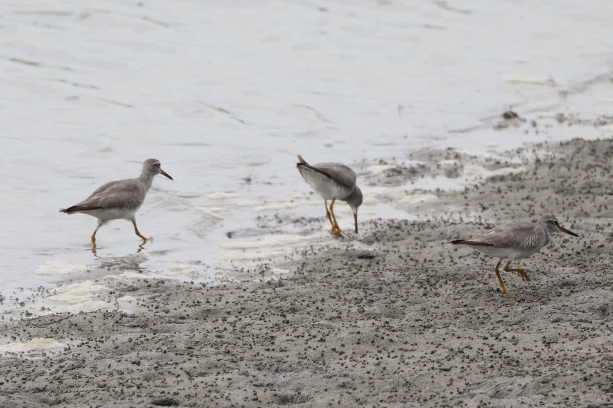 Grey-tailed Tattler