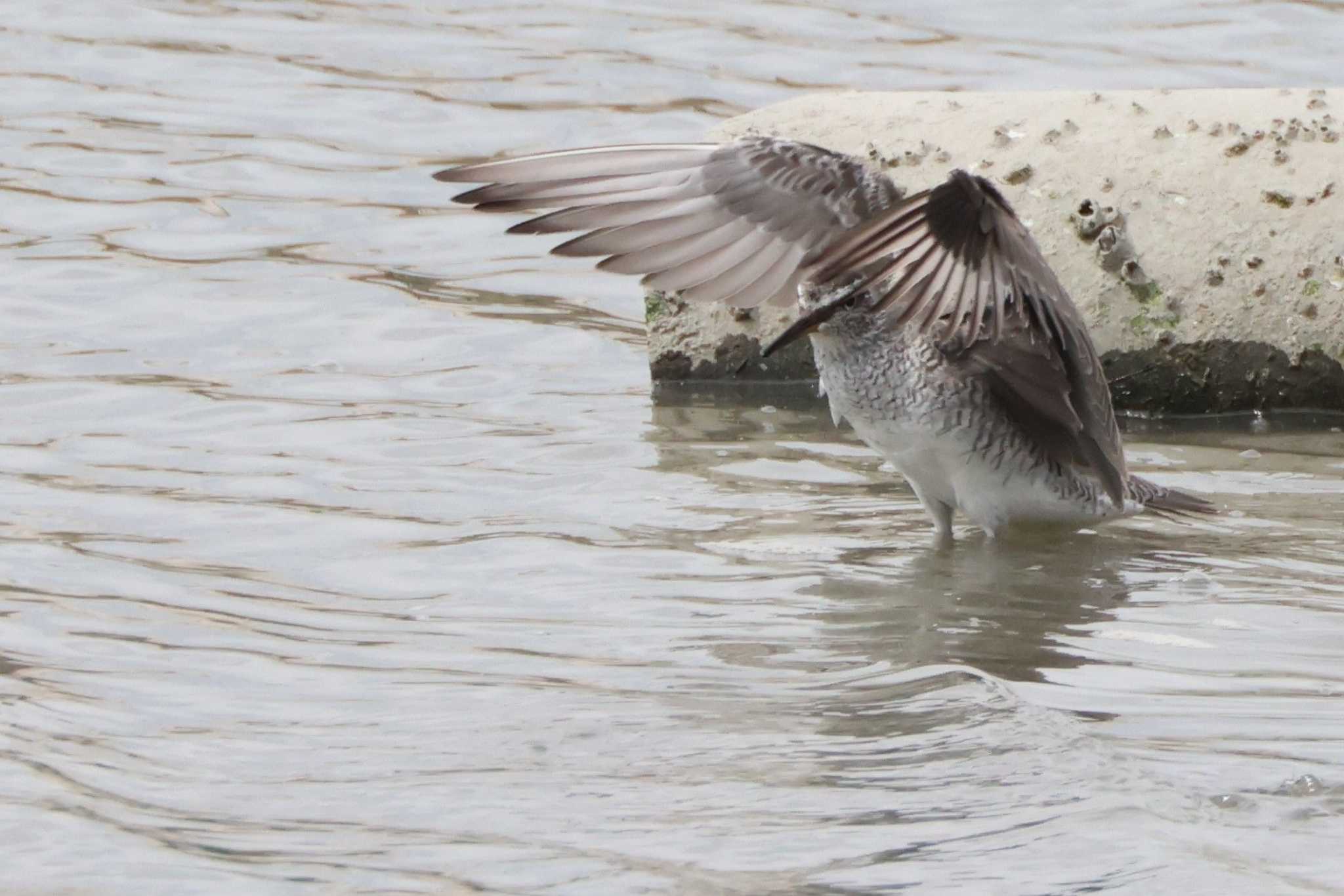 Grey-tailed Tattler