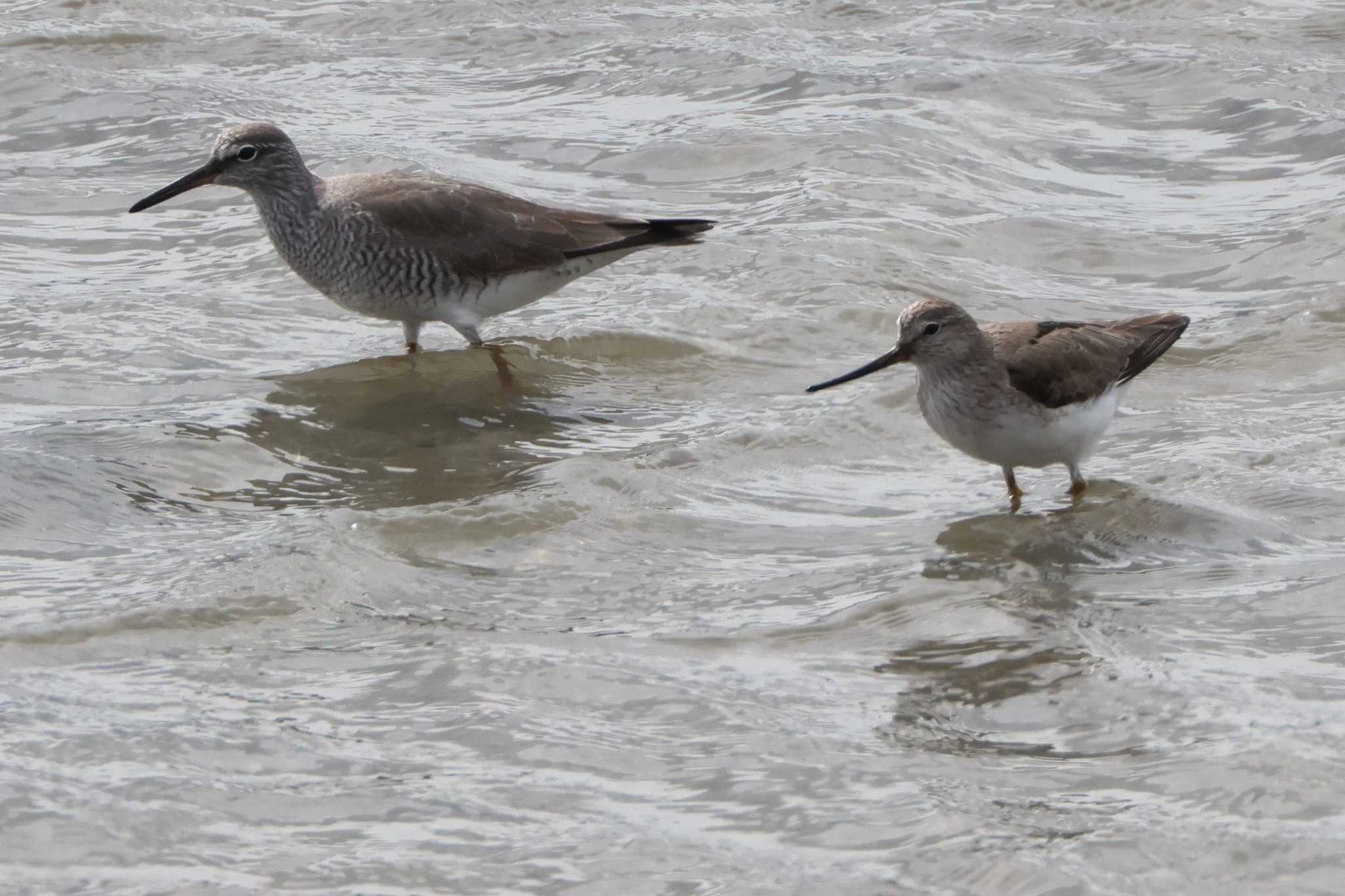 Terek Sandpiper