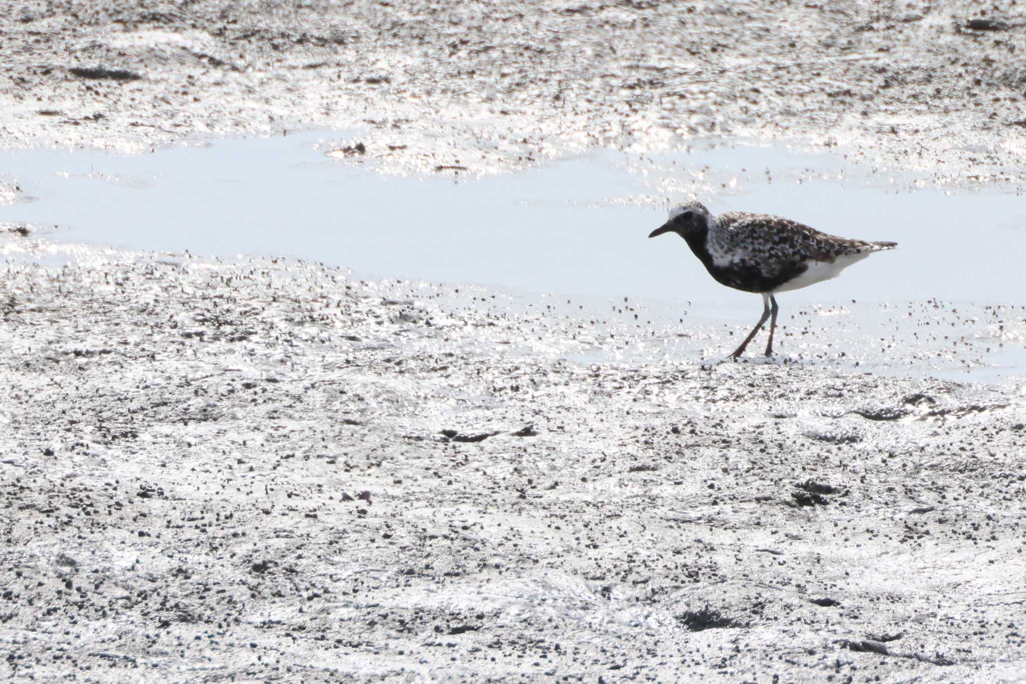 Grey Plover