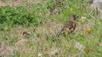 カワラヒワ 葛西臨海公園 2023年4月5日(水)