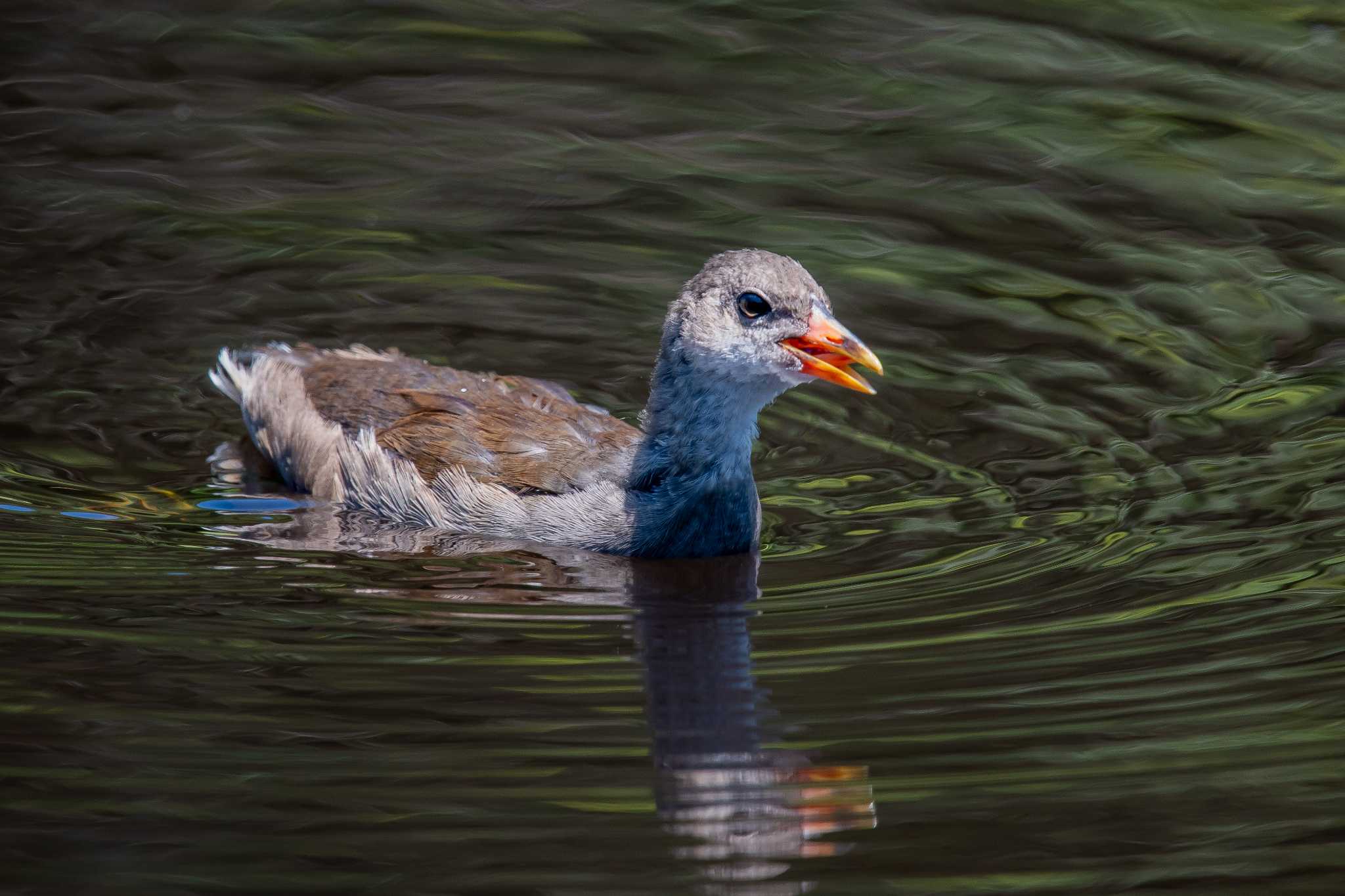 Common Moorhen