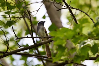 2023年5月6日(土) 大阪府の野鳥観察記録