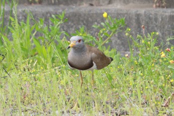 Grey-headed Lapwing 木曽川体育館 Sat, 5/6/2023