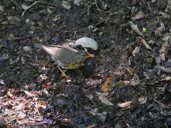 Japanese Thrush 伊香保森林公園 Thu, 6/14/2018