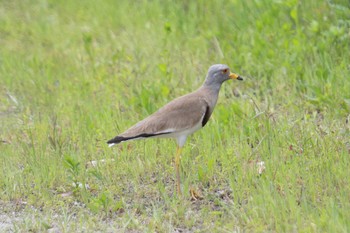 Grey-headed Lapwing 木曽川体育館 Sat, 5/6/2023