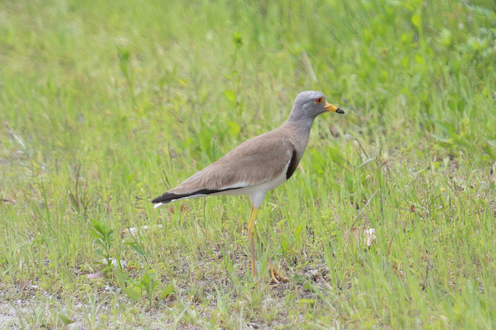 Photo of Grey-headed Lapwing at 木曽川体育館 by ごろう