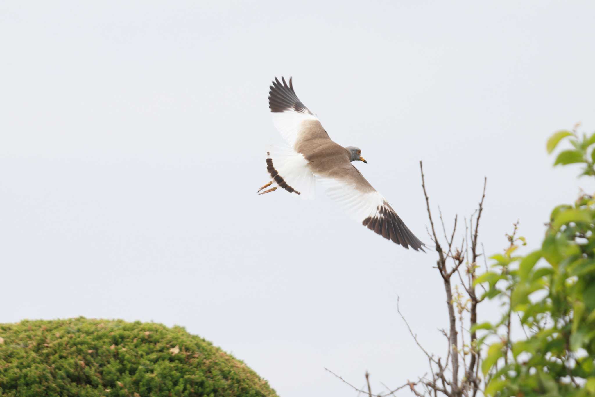 Photo of Grey-headed Lapwing at 木曽川体育館 by ごろう