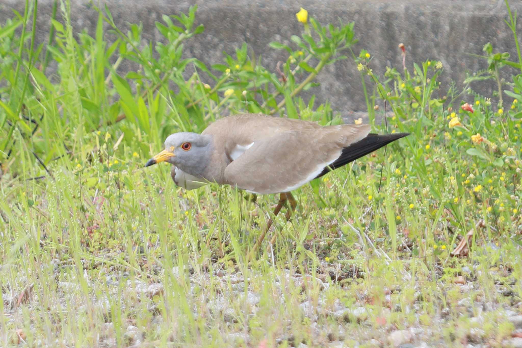 Photo of Grey-headed Lapwing at 木曽川体育館 by ごろう