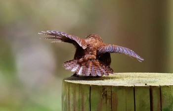 Eurasian Wren 戸隠森林公園 Wed, 5/3/2023