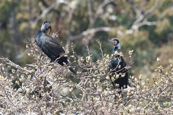 カワウ 明石公園 2023年3月12日(日)