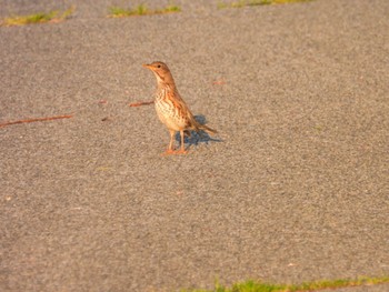 Japanese Thrush Awashima Island Thu, 5/4/2023