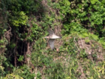 2023年5月6日(土) 葛西臨海公園の野鳥観察記録