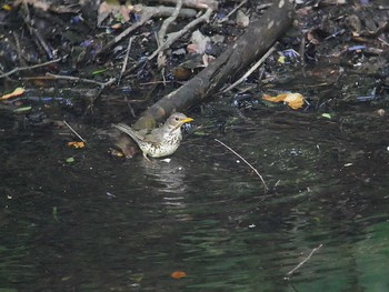 Japanese Thrush 伊香保森林公園 Thu, 6/14/2018