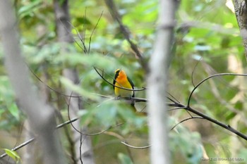 キビタキ 静岡県立森林公園 2023年5月4日(木)