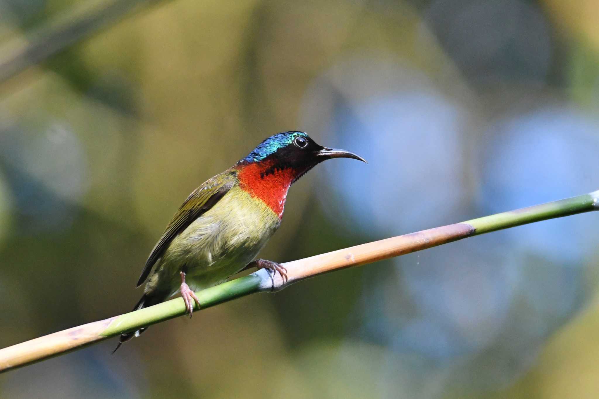 Tam Dao National Park エンビタイヨウチョウの写真 by あひる